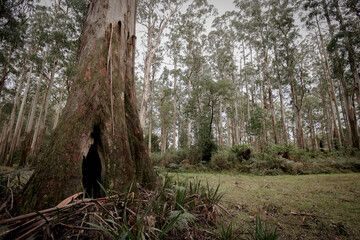 Majestic trees growing in Australian alpine region