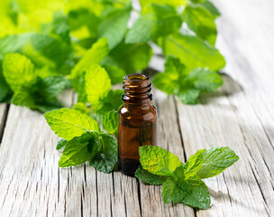 Mint essential oil and mint leaves set against the backdrop of an old tree © m________k____