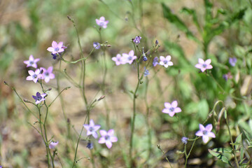 Purple Delicate Wildflower