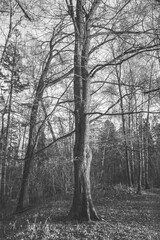 Old gloomy branchy tree in the forest