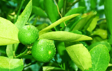 Green lemons on the tree have water droplets. The freshness of nature.