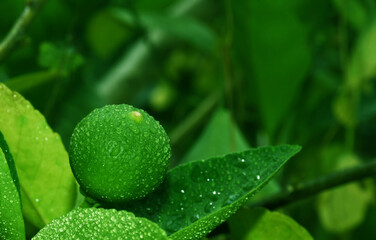 Green lemons on the tree have water droplets. The freshness of nature.