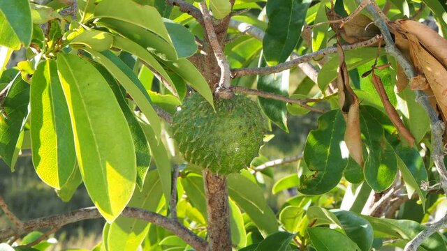Soursop Or Guanabana Fruit on the Tree. 
