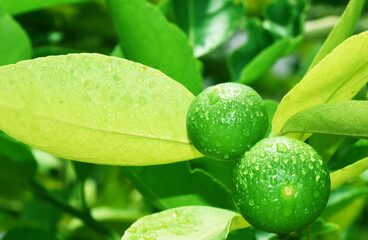 Green lemons on the tree have water droplets. The freshness of nature.