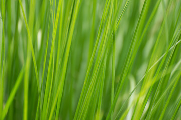 fresh green grass background