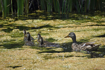 Momma Duck and Babies Swimming