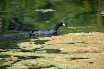 American Coot