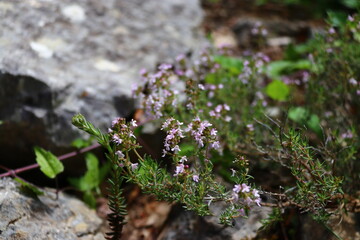 Thym sur un mur de rocaille 2