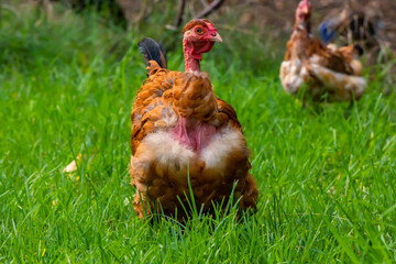 A weird looking but beautiful golden laced wyandotte naked neck hen. This flightless chicken has a rare genetic mutation that causes it to have less feathers than normal.