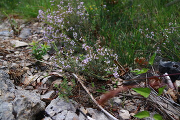 Thym sur un mur de rocaille 1