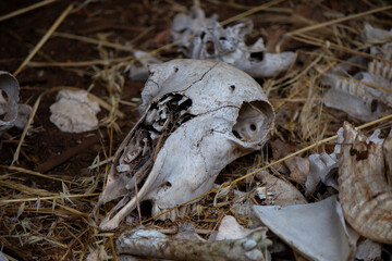 An assortment of sheep bones and skull, white and dry with age.