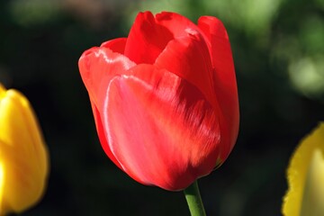 Beautiful vivid red Tulip blooming in spring in the garden in one of the small city courtyards,...