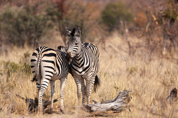 Plakat Zebras