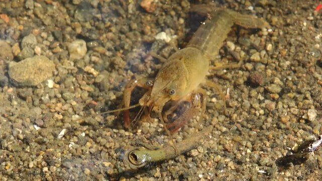 A crayfish in his natural creek environment. Also known as crawfish, crawdad or freshwater lobster.