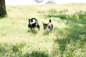 puppies and adult Corgi dogs on the green in the sunset play