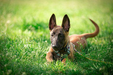 Malinois - owczarek belgijski. Leżący w trawie szczeniak © nitka_zaplatana