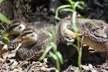 Baby Ducks
