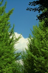 5月のイチョウ並木　