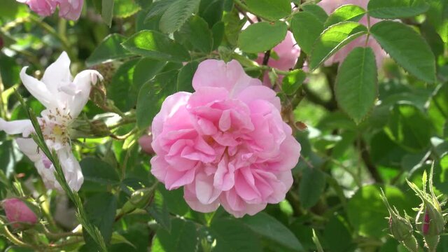 Bulgarian pink rose closeup in a gerden