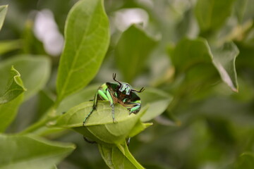 verde