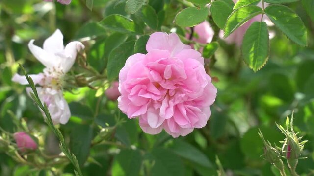 Bulgarian pink rose closeup in a gerden