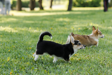 Naklejka na ściany i meble puppies and adult Corgi dogs on the green in the sunset play