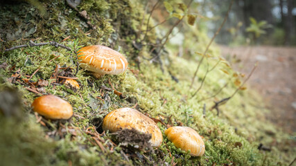 Mushrooms closeup shot at Upper Kananaskis Lake trail, Alberta, Canada