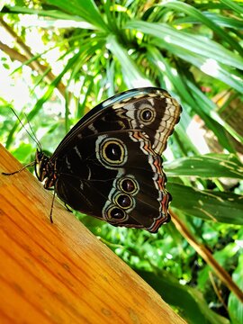 beauty black butterfly 