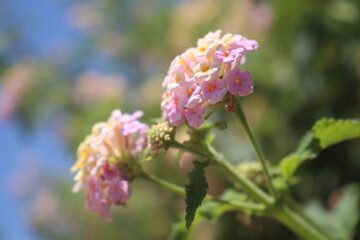 pink and blue flowers