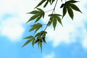 若葉のもみじ