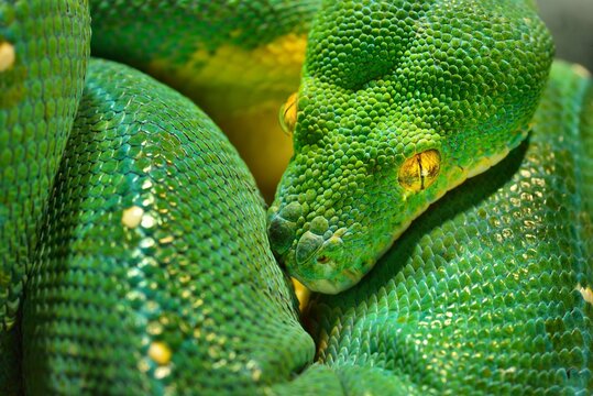 Green tree python Morelia viridis close-up. Tallinn zoo, Estonia. Portrait art. Environmental conservation, wildlife, zoology, herpetology theme