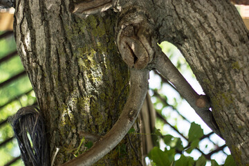 tree in the nest