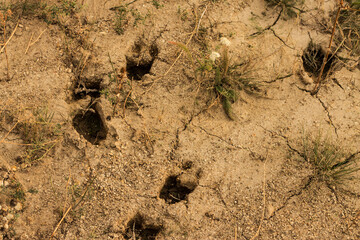 dry grass in the desert