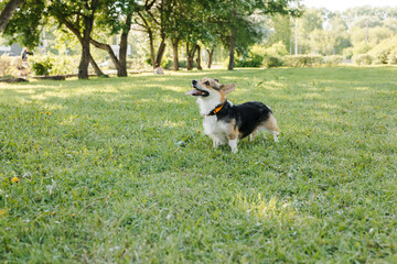 pembroke welsh corgi, little, forest, child, toy dogs, dog toy, wildlife, young, summer, smile, welsh, spring, running, cardigan, corgi, walk, lawn, corgi dog, dog, tricolor, animal, baby, outside, ba
