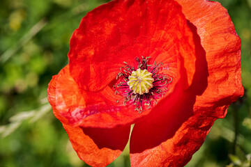 wild red flower, poppy, Papaver rhoeas with green background macro photography