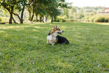 pembroke welsh corgi, little, forest, child, toy dogs, dog toy, wildlife, young, summer, smile, welsh, spring, running, cardigan, corgi, walk, lawn, corgi dog, dog, tricolor, animal, baby, outside, ba