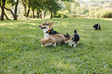 puppies and adult Corgi dogs on the green in the sunset play