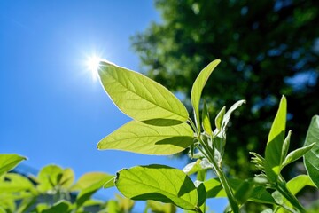 青空バックに光を浴びて輝く新緑の若葉