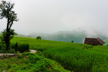 Obraz premium Green rice field and wood hut on fog background after the rian at Pa Pong Pieng,Chieng Mai province,Thailand.