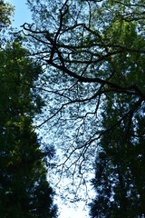 Obraz premium Image of Sky through the trees