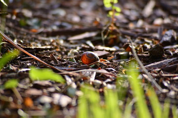 snail on the ground
