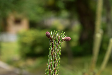 Image of Up of pine shoots
