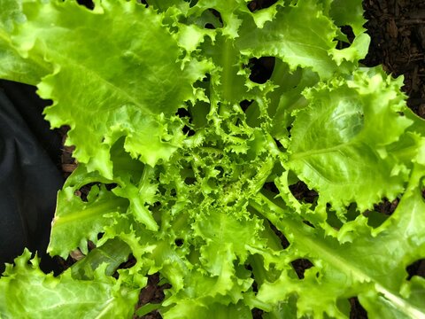 Photo of green curled endive lettuce