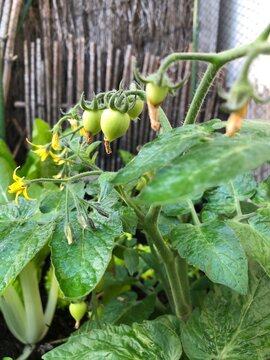 Photo of the fruit of green Heartbreaker tomato plant