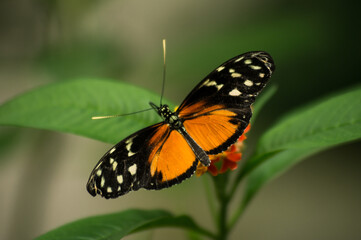 Fototapeta na wymiar butterfly posing on a green plant