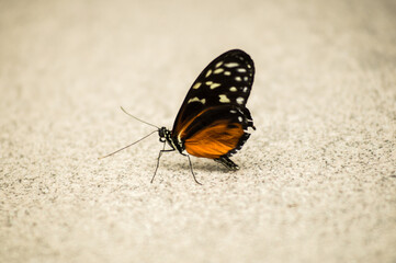 Fototapeta na wymiar butterfly resting on the marble floor