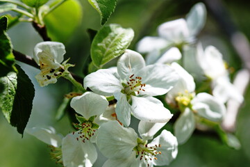 Apple blossoms blooming during late spring in Ontario, Canada.