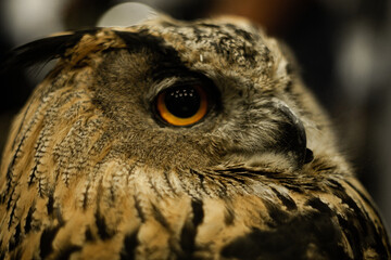 owl looking at me like prey