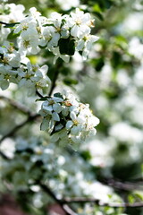 Apple blossoms blooming during late spring in Ontario, Canada.