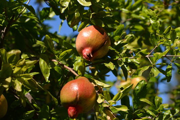 pomegranate on tree